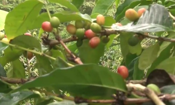 Hasilkan Biji Kopi Berkualitas dengan Pengolahan Tradisional