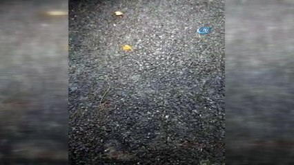 Dikiş ipliğini andıran canlı görenleri şaşkına çevirdi