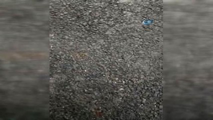 Dikiş İpliğini Andıran Canlı Görenleri Şaşkına Çevirdi