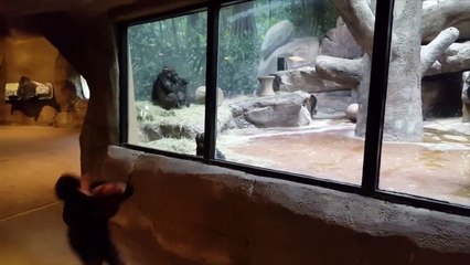 un bébé gorille et un enfant jouent ensemble
