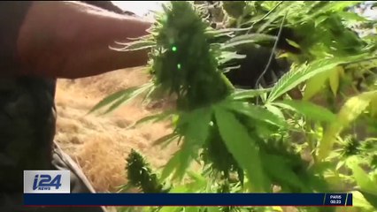 Californie : la ruée vers l'or vert