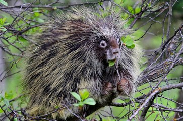 Loài vật sở hữu hàng tá gai nhọn tua tủa