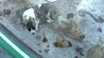 Kurban Pazarı Yerini Sokak Hayvanlarına Bıraktı