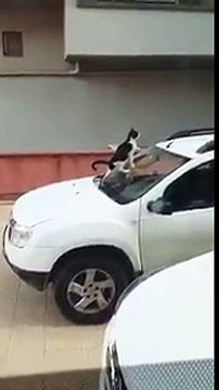 Artistik hareket yapıyor zannettiği kedi arabasına pisleyince çılgına dönen adam