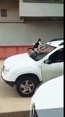 Artistik hareket yapıyor zannettiği kedi arabasına pisleyince çılgına dönen adam