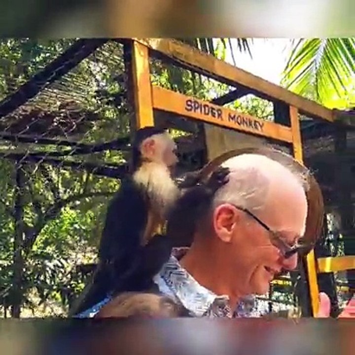 Funny monkey