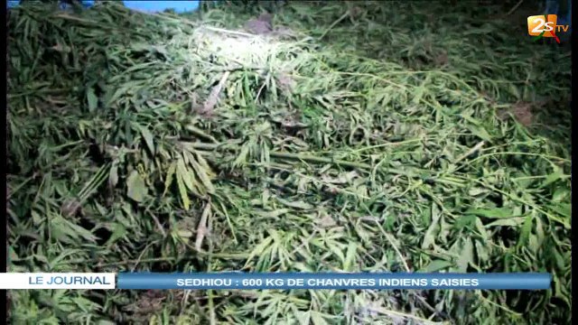 SÉDHIOU : 600 KG DE CHANVRES INDIENS SAISIES