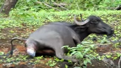 Animal Delivery - Buffalo Delivery Live