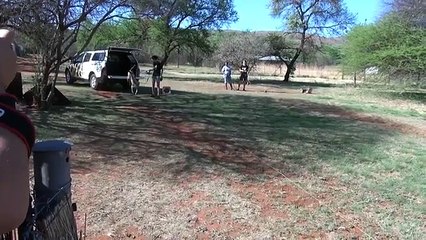 Cheetah chasing lure - Cheetah chasing
