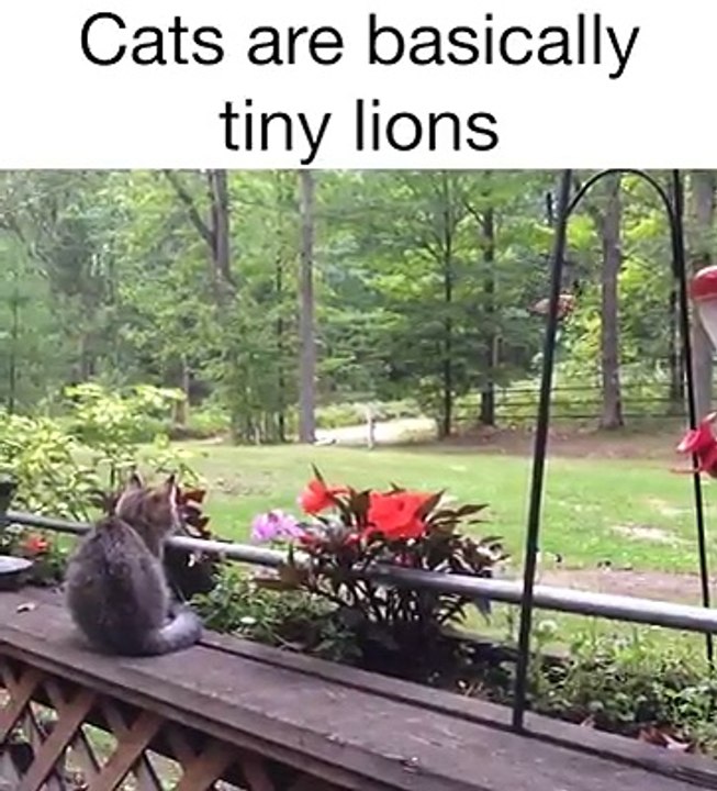 Cats Are Tiny Pet Lions