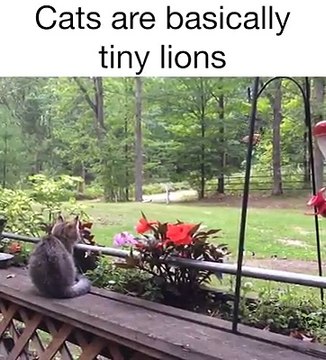 Cats Are Tiny Pet Lions