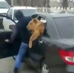 Russian man filmed pushing his pet lion in the back of car