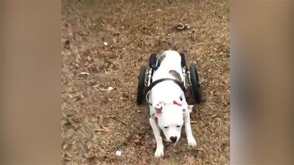 'Kleine Schritte führen zum Erfolg': Hund mit Rollstuhl