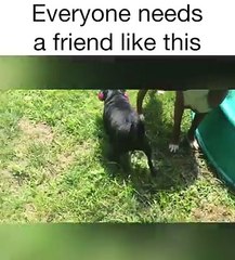 Pets Who Are BFFs