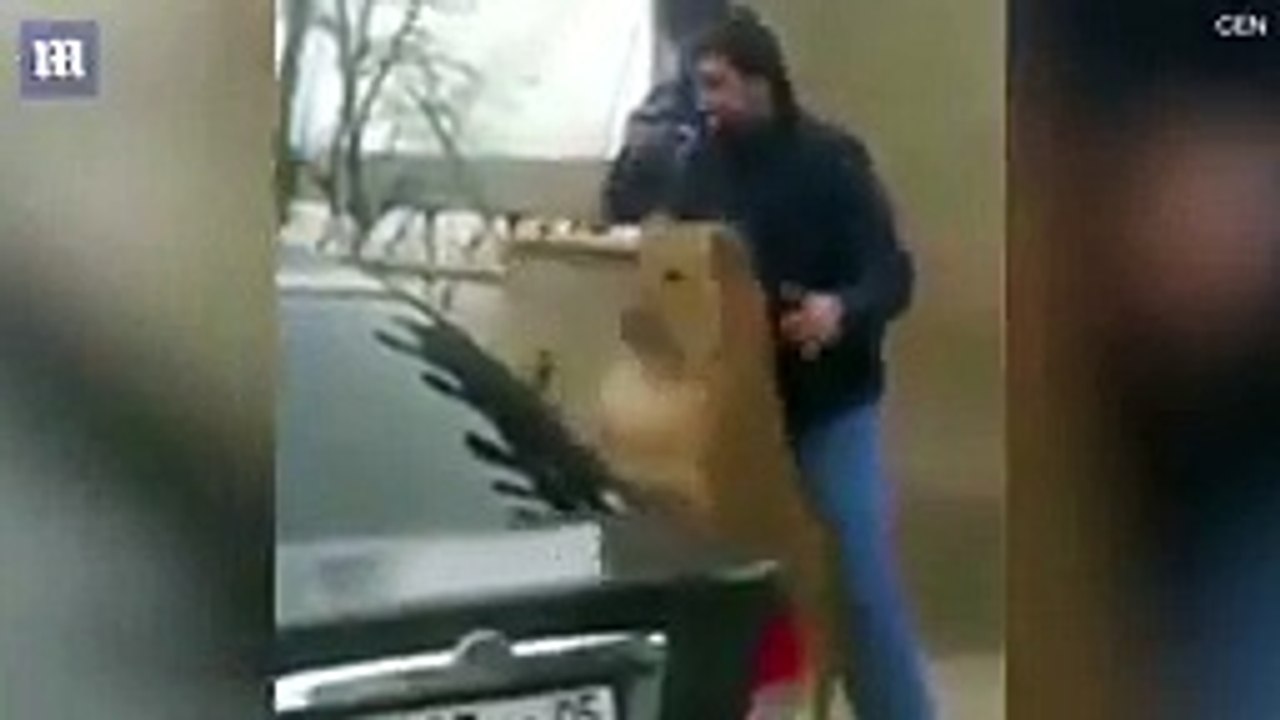 Russian man filmed pushing his pet lion in the back of car