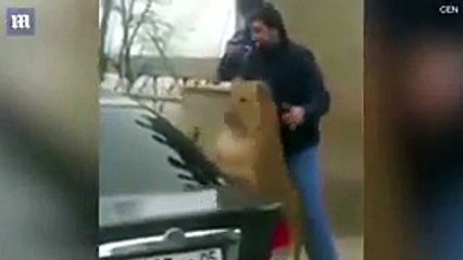 Russian man filmed pushing his pet lion in the back of car