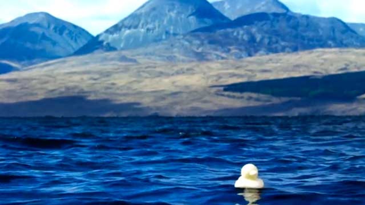 15 Sene Okyanusta Gezen Plastik Ördekler