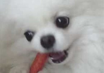 Tiny Pomeranian Snarls While Guarding Tasty Treat