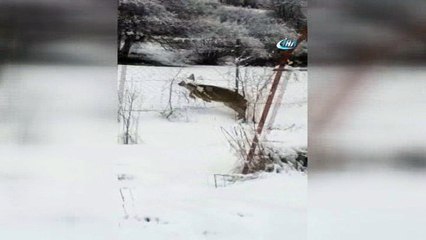 Yolunu şaşıran karaca bahçeye girdi