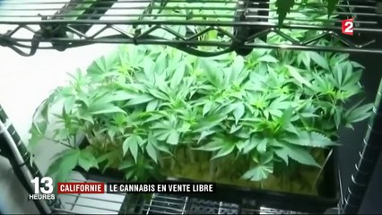 Californie : le cannabis en vente libre