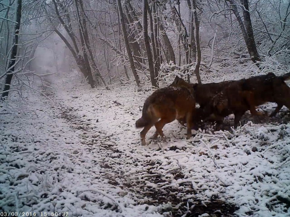 Loup VS Sanglier