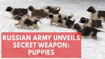Russian Army unveils secret weapon: puppies