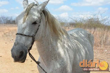 Após 1 ano, reportagem mostra como está o cavalo que chorou no enterro do dono em Cajazeiras