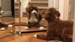 Mirror Hilarious Sends Confused Pup Into Tailspin