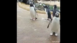 pinguin Alone Marshmello