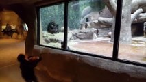 Quand un bébé gorille et un enfant joue ensemble à travers la vitre du zoo... Adorable