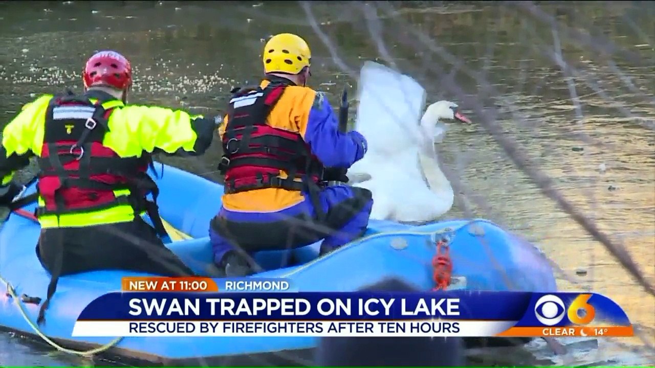 Firefighters Save Neighborhood Swan Trapped in Ice