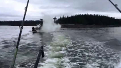 Une orque balance un lion de mer à plus de 20m de haut...