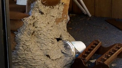 Il découvre un énorme nid de guêpe dans une maison abandonnée... Incroyable