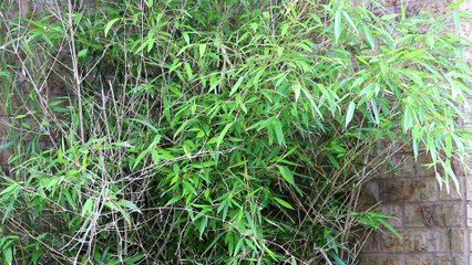 Mandarin Song - Spring Wind - sing by Peter Suk Sin Chan