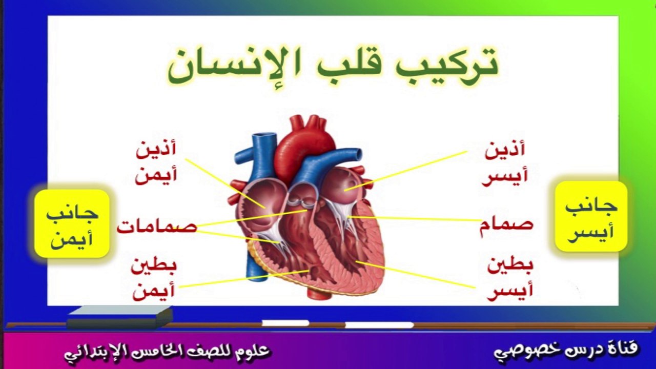 العلوم للصف الخامس الإبتدائي الجهاز الدوري فى الإنسان