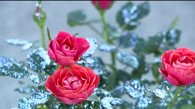 Father Accused of Killing His Two Daughters, Himself on New Year`s Eve