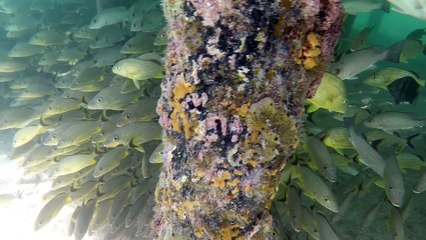 Cozumel - Snorkeling 2017
