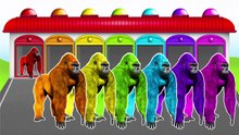 Learn Colors Gorilla and Talking Angel