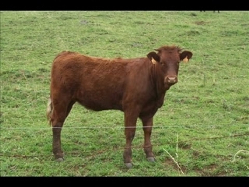 Vache