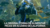 La original forma de alimentar peces en California