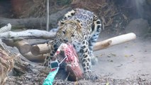 Actioncam an Raubtierbeute: Aug' in Aug' mit Leoparden