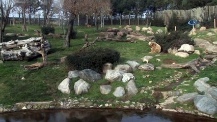 Ayılar kış uykusuna yatmayı unuttu