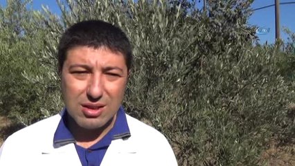 Zeytinyağında Taş Baskı ve Zeytin Sütü Kavramları Yok'