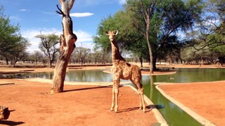 namibie savane himba