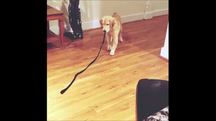 Ce chien a l'impression d'etre suivi... Par sa propre laisse
