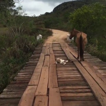 Cette jument attend qu'on viennent sauver son poulain coincé sur un pont...