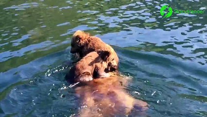 Download Video: Ces oursons naviguent tranquillement sur le dos de maman ours qui nage