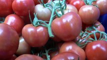 Pancar işlerken domates yetiştiriyorlar  - KAYSERİ