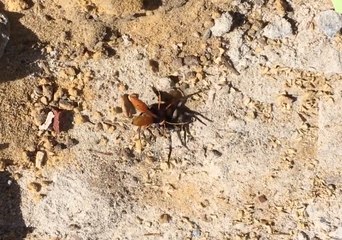 Australian Hornet Battles Hunstman Spider