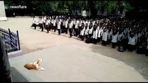 Stray dog sings Indian national anthem with school children every day